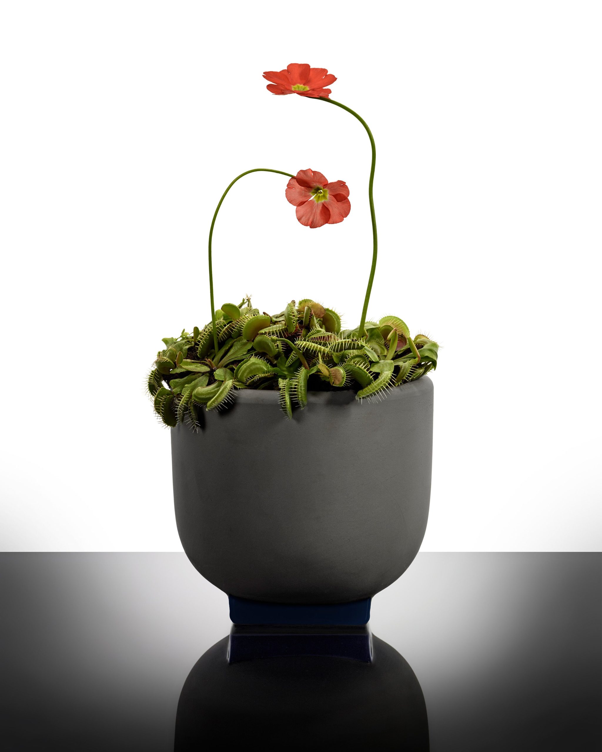 Rosamar flower pot with red flower - Kris Van Assche x Serax