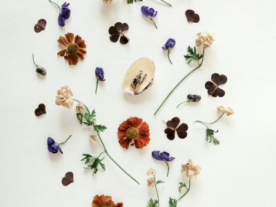 ดอกไม้อัดแห้งจัดวางบนพื้นขาว — specimen sheet aesthetic